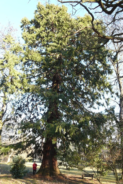 Séquoia géant de 7m10
