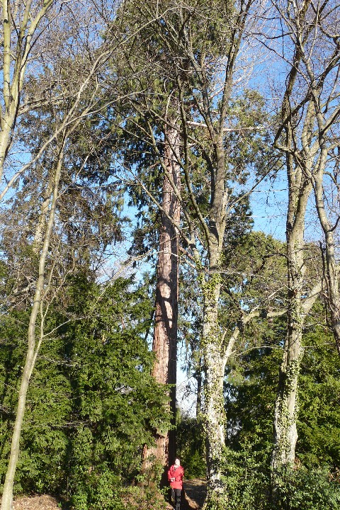 Séquoia géant de 4m95