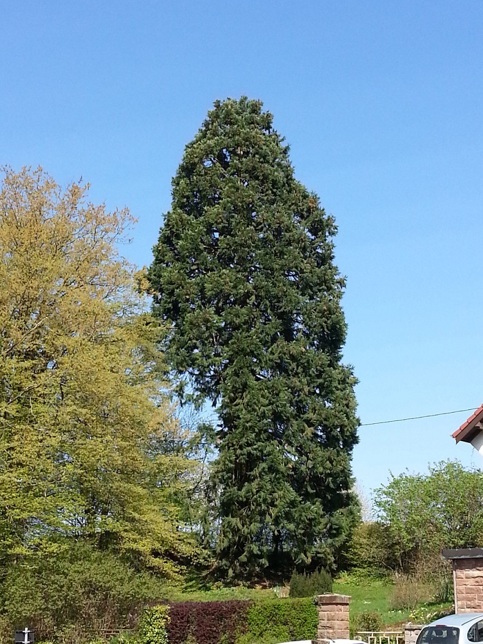 Séquoia géant à Petersbach
