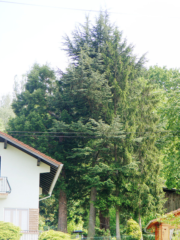 Séquoias géants à Reichshoffen 