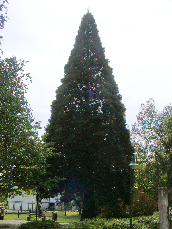 Séquoia géant à Reichshoffen