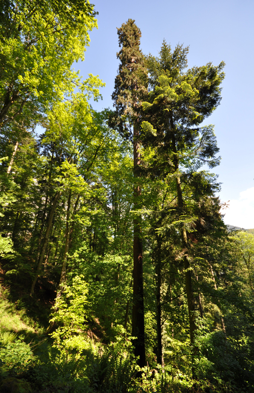 Le géant de la Forêt de Ribeauvillé