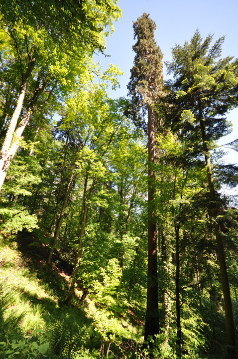 Le séquoia géant le plus haut hors USA