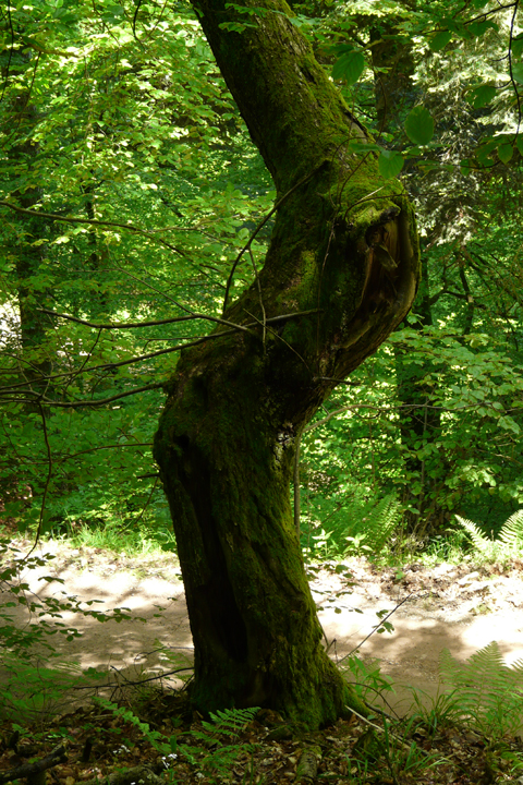 Forêt Domaniale de Ribeauvillé