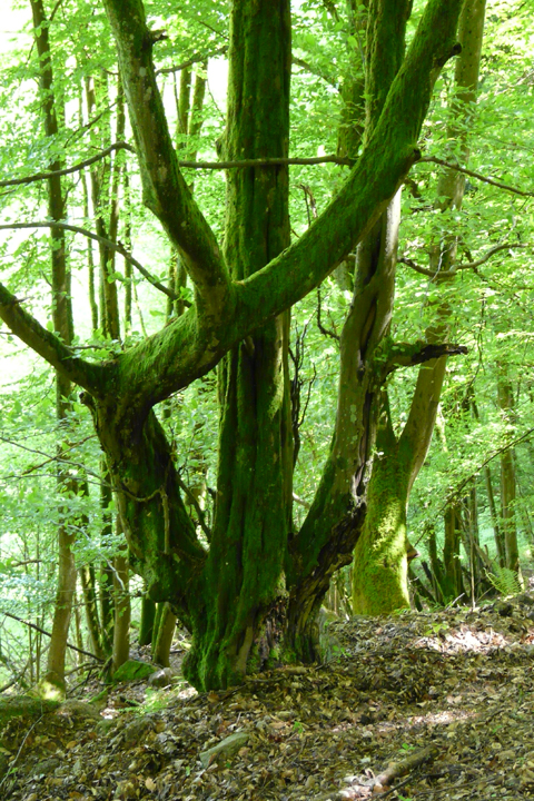 Hêtre, Forêt Domaniale de Ribeauvillé