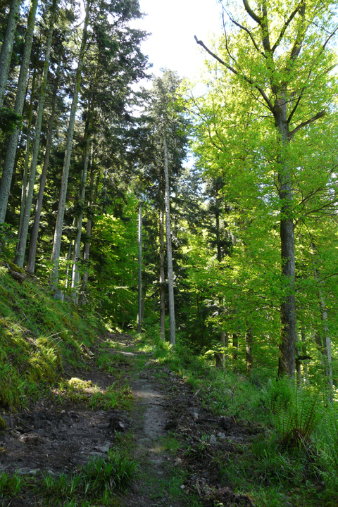 Le chemin qui mène au séquoia de Ribeauvillé
