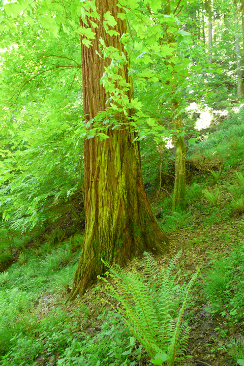 La base du séquoia géant