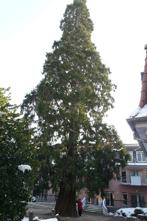Séquoia géant à Ribeauvillé au jardin du Diaconat