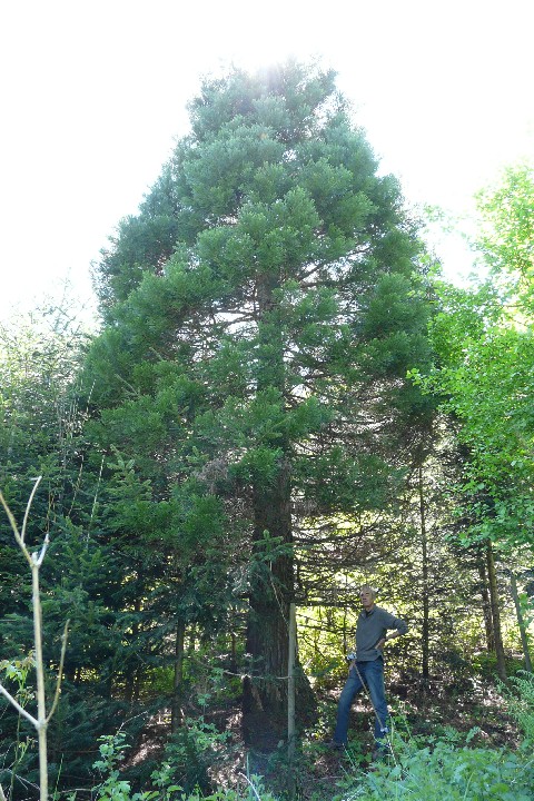 Séquoia géant à Ribeauvillé