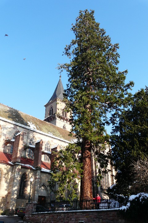 Séquoia géant à Ribeauvillé face à l'église St Grégoire