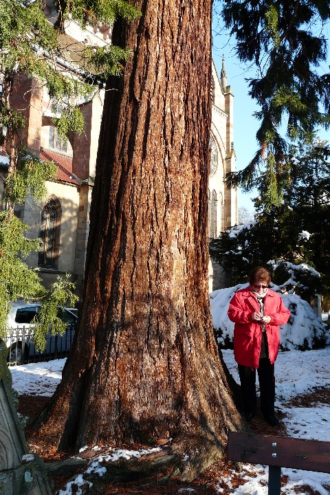 Séquoia géant au jardin Lapidaire à Ribeauvillé