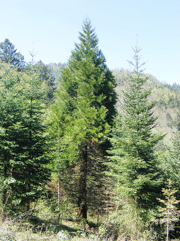 Séquoia géant à Riquewihr