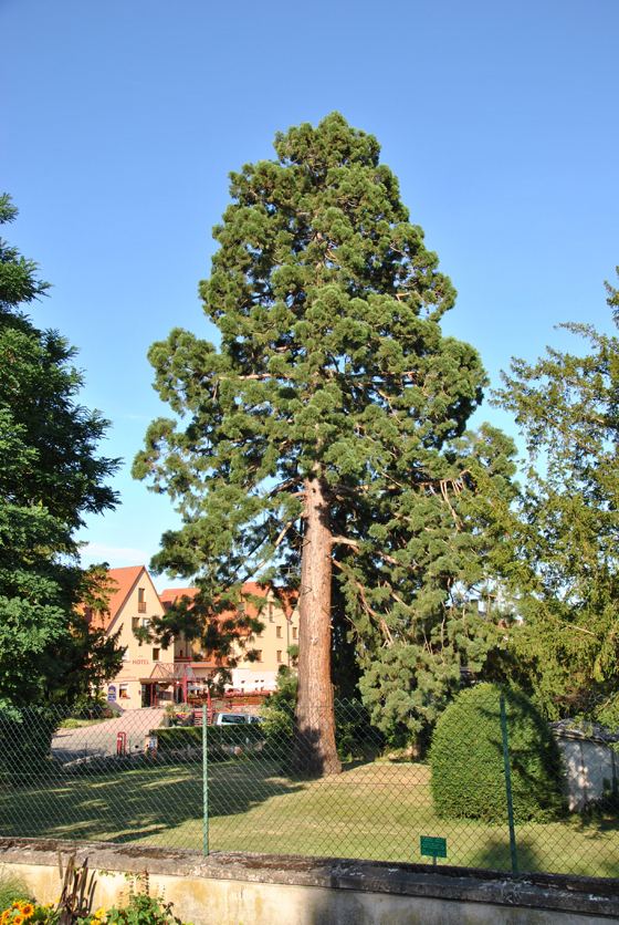 Séquoia géant à Riquewihr © Marc Meyer