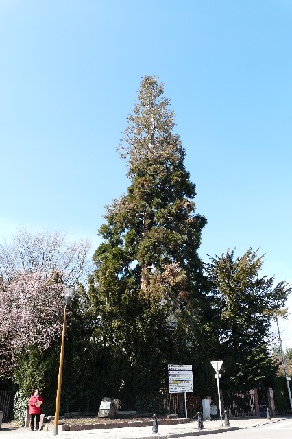 Séquoia géant à Rixheim