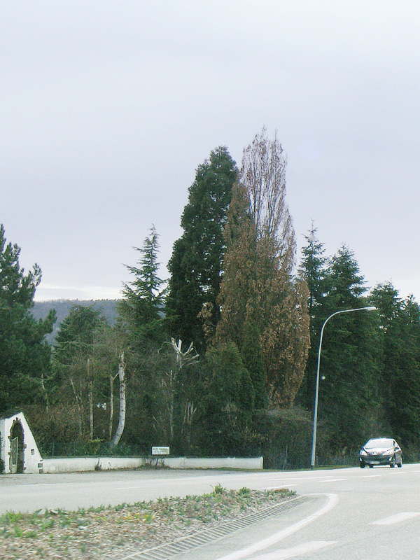 Séquoia géant à Rosheim