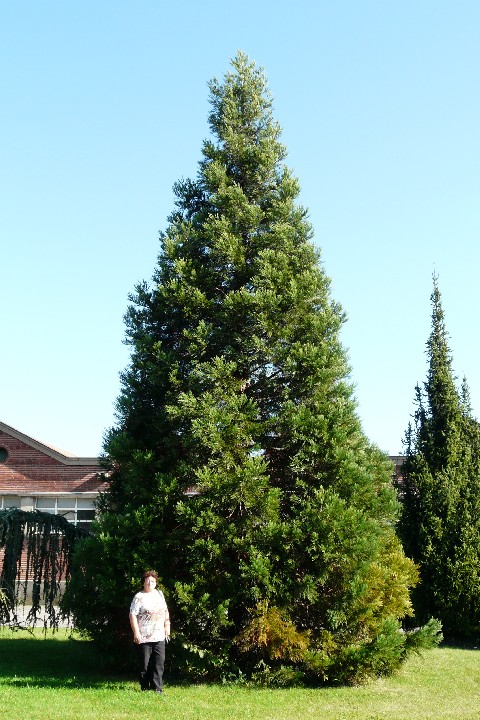 Séquoia géant à Sausheim
