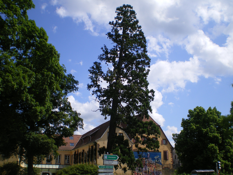 Séquoia géant à Saverne