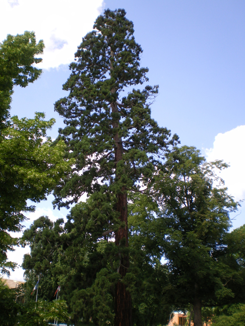 Séquoia géant, Saverne