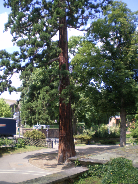 Séquoia géant à Saverne
