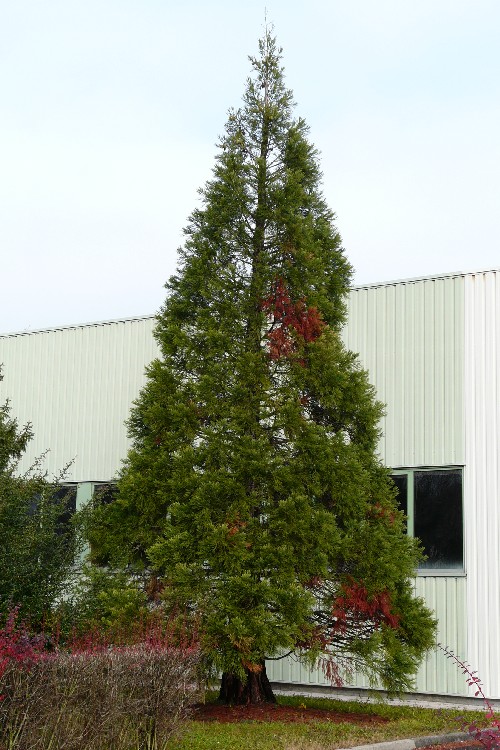 Séquoia géant à Sierentz