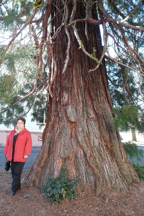 Séquoia géant au lycée Louis Weiss