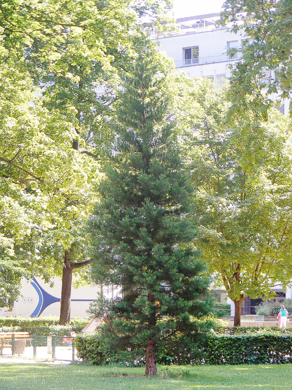 Séquoia géant à Strasbourg