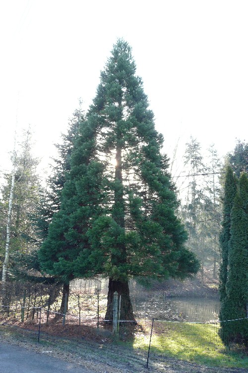 Séquoia géant à Strueth