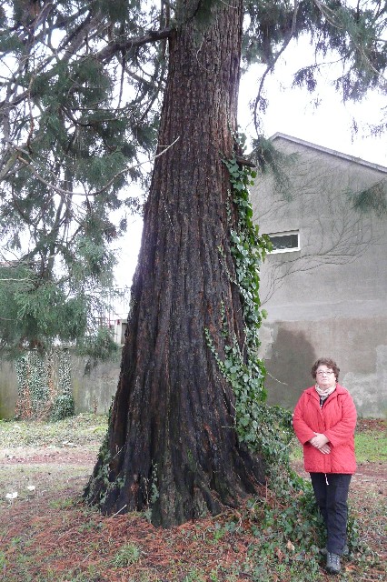 Séquoia géant de 5 mètres de circonférence à Thann
