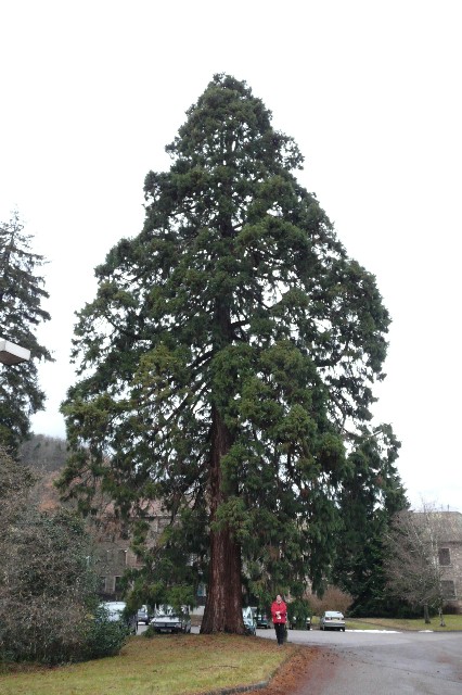 Séquoia géant à Thann zone atisanale faubourg des Vosges