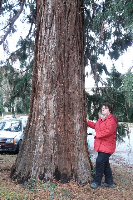 Séquoia géant à Thann faubourg des Vosges