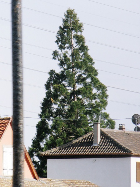 Séquoia géant à Turckheim