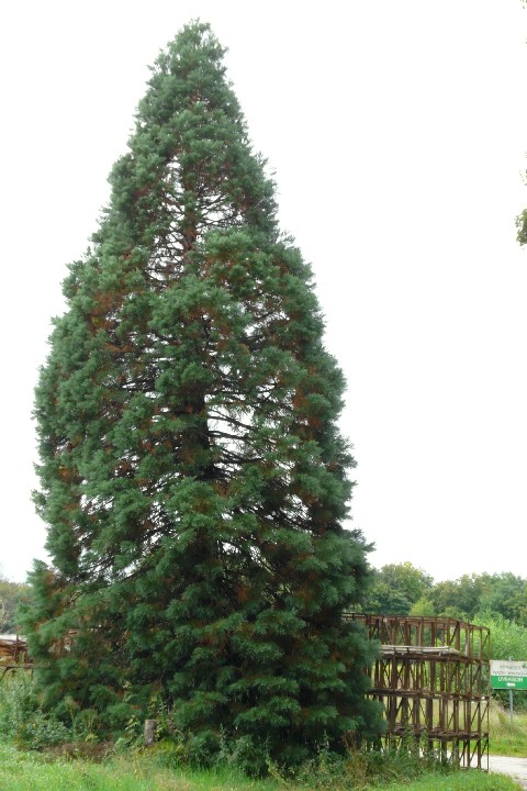 Séquoia géant à Ueberstrass