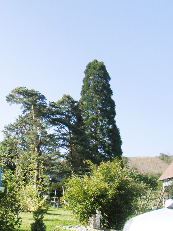 Séquoia géant à Walbach