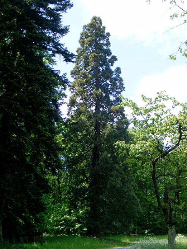 Séquoia géant à Westhoffen