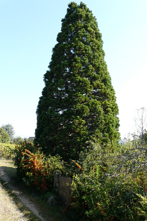 Séquoia géant à Wettolsheim