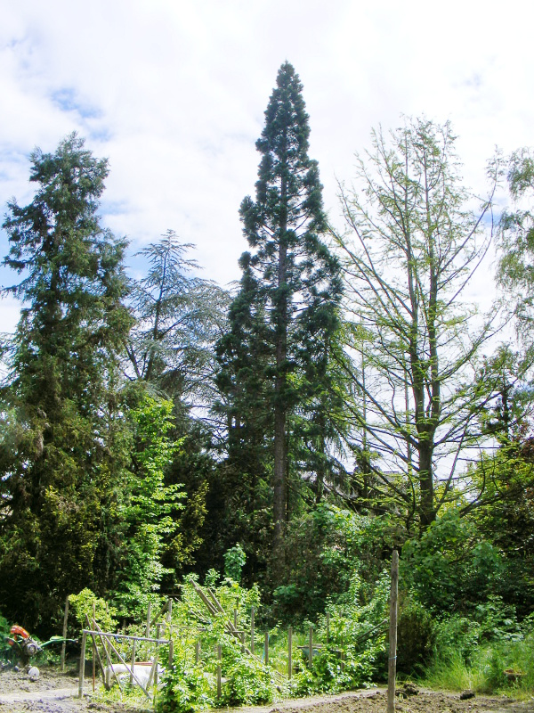 Séquoia géant à Wettolsheim