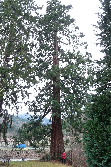 Séquoia géant à Willer sur Thur