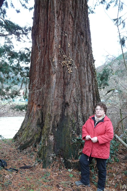 Séquoia géant dans le jardin derrière la Mairie