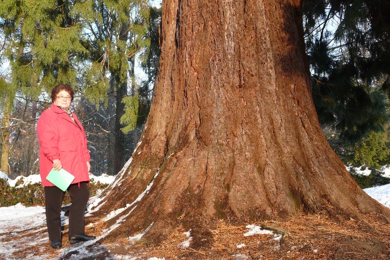 Tronc du séquoia géant de 7m90