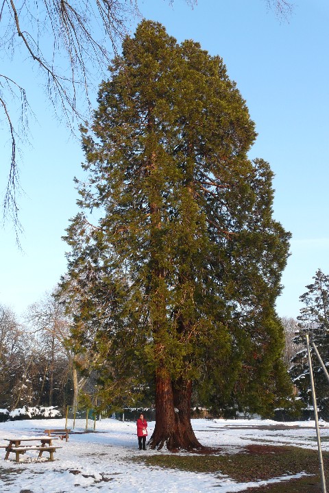 Séquoia géant à gauche de l'allée
