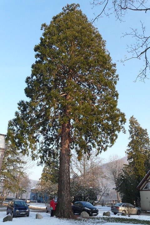 Séquoia géant dans la cour de l'IME