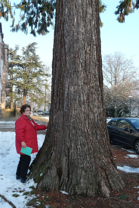 Séquoia géant dans la cour de l'IME