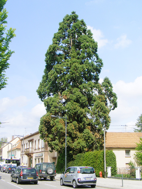 Séquoia géant à Wissembourg