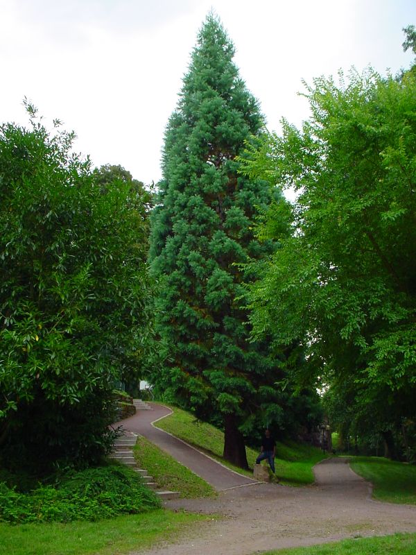 Séquoia géant à Wissembourg