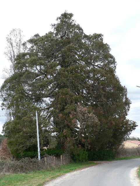 Séquoia géant à Bergerac