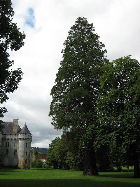 Séquoia géant dans le parc du Château de Campagne