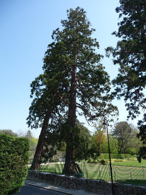 Séquoias géants  parc du Château