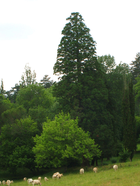 Séquoia géant au Bugue © Patrice Buraud