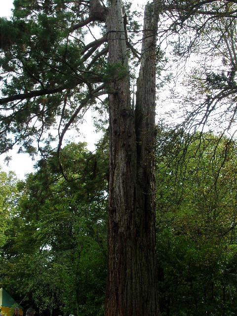 Séquoia géant à Limeuil