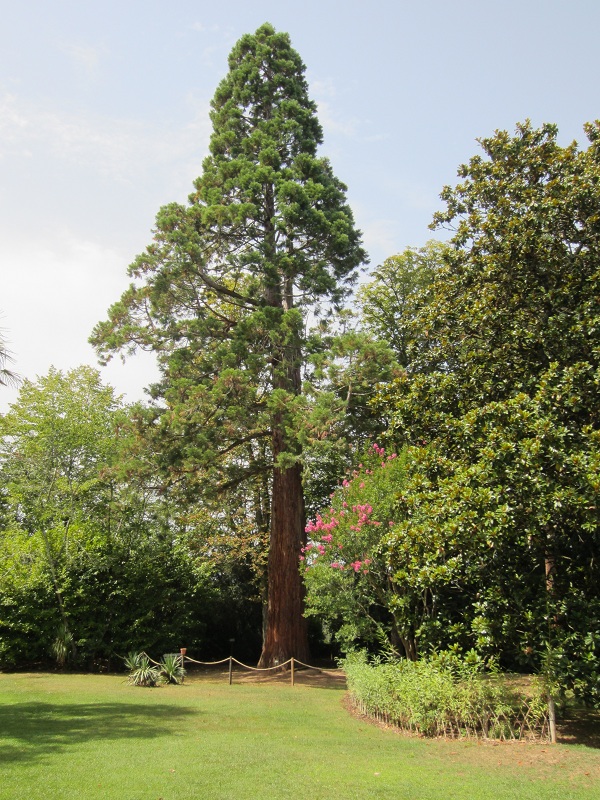 Séquoia géant à Limeuil